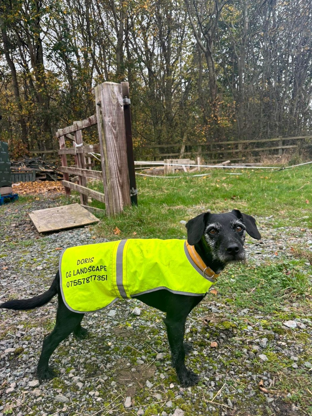 Doris the CG Landscape and Maintenance site dog wearing her branded high-visibility jacket